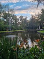 Vissen gezocht voor grote natuurvijver van 80x20m, Dieren en Toebehoren, Vissen | Vijvervissen