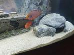 hemichromis bimaculatus  red acara, Dieren en Toebehoren, Vissen | Aquariumvissen, Vis, Zoetwatervis