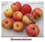 APPELBOMEN HOOGSTAMMEN: oa „GRAVENSTEINER” SUPERPROMO 25€/st, Tuin en Terras, Planten | Fruitbomen, Ophalen, Lente, Volle zon