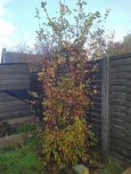 Gratis - 6x carpinus betulus, Tuin en Terras, Planten | Bomen, Ophalen