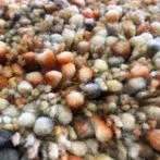 Vloerkleed 100% wol Brinker carpets, Ophalen, Overige kleuren, 150 tot 200 cm, Vloerkleed 100% wol
