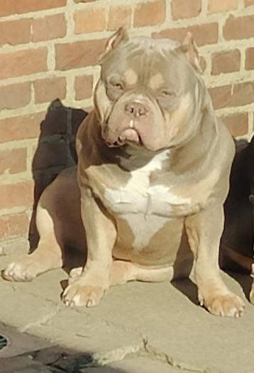 American Bully Stud/Reproducteur/Dekreu