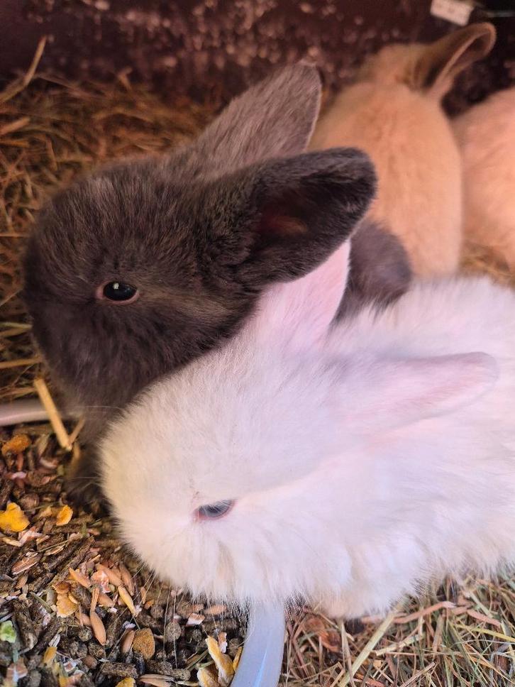 minilopjes, Dieren en Toebehoren, Konijnen