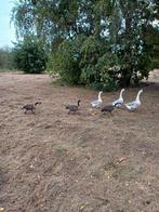 Blauwe knobbelgans te koop, Dieren en Toebehoren, Pluimvee, Mannelijk, Gans of Zwaan