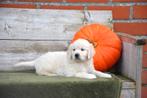 Prachtige Golden Retriever pups, Dieren en Toebehoren, Honden | Retrievers, Spaniëls en Waterhonden, Golden retriever, België