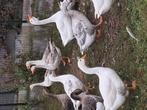 Ganzen, Meerdere dieren, Gans of Zwaan