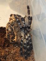 Poecilotheria regalis ️ 4 cm lichamlengte vogelspin