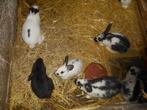 konijnen, Dieren en Toebehoren, Meerdere dieren, Groot, 0 tot 2 jaar