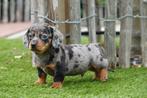 Prachtige Kortharige dwergteckel pups (korthaar dwerg teckel, Dieren en Toebehoren, Honden | Teckels en Dashonden, België, CDV (hondenziekte)