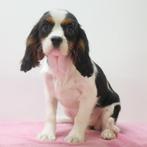 Cavalier King Charles - puppy's te koop, Dieren en Toebehoren, CDV (hondenziekte), Meerdere, Meerdere dieren, Buitenland