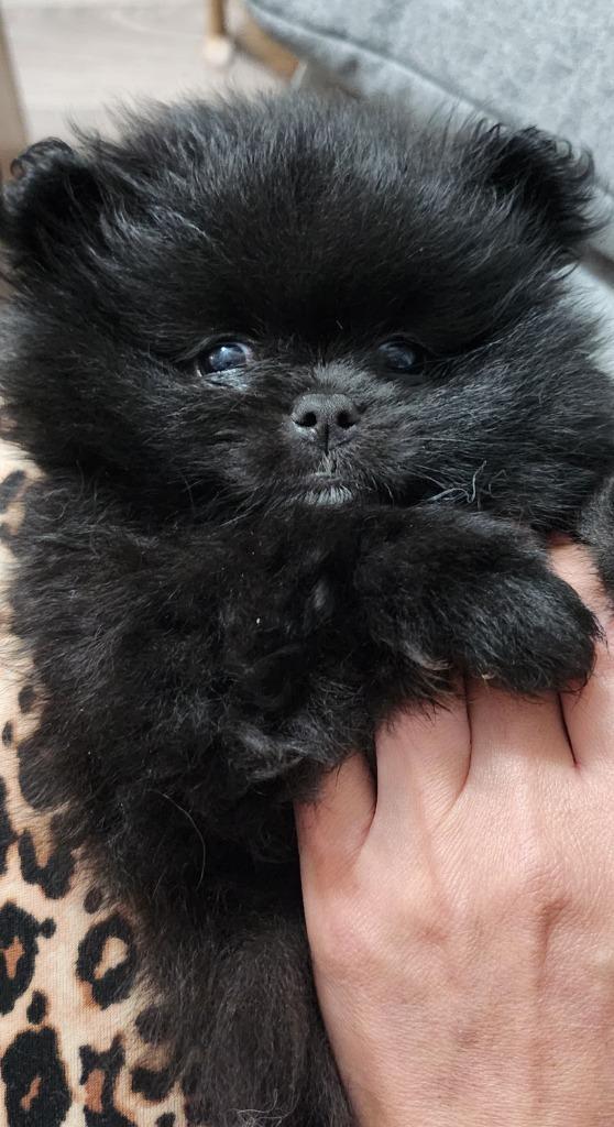 Magnifique bébé spitz pomeranien, Dieren en Toebehoren, Honden | Chihuahua's en Gezelschapshonden, Teef, Overige rassen, Fokker | Professioneel