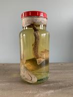 Hondshaai op formol. Sterkwaterpreparaat. Taxidermie, Antiek en Kunst, Ophalen
