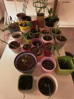 Planten en bloempotten, Ophalen