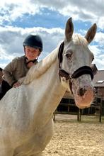 Beginnerspaard, Dieren en Toebehoren, Paarden, Merrie