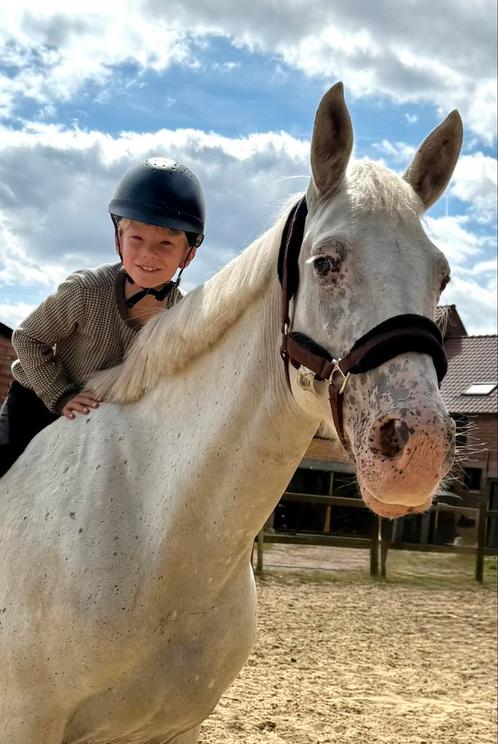 Beginnerspaard, Dieren en Toebehoren, Paarden, Merrie