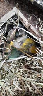 Personatas, Dieren en Toebehoren