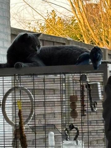Vogels, Dieren en Toebehoren