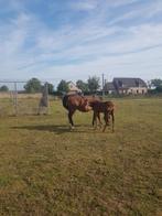 springpaard, Merrie, Springpaard