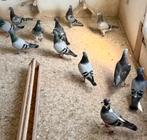 Jonge duiven hok Cleeren Andre Panis Maria Diepenbeek, Dieren en Toebehoren, Vogels | Duiven, Geslacht onbekend, Overige soorten