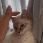 neva masquerade kittens te koop, Meerdere dieren, Gechipt, 0 tot 2 jaar