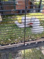 Eekhoorn wangzak, Dieren en Toebehoren, Knaagdieren, Tam