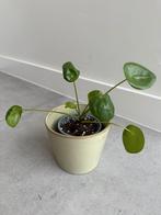 Pannenkoekenplantje, Huis en Inrichting, Kamerplanten, Ophalen