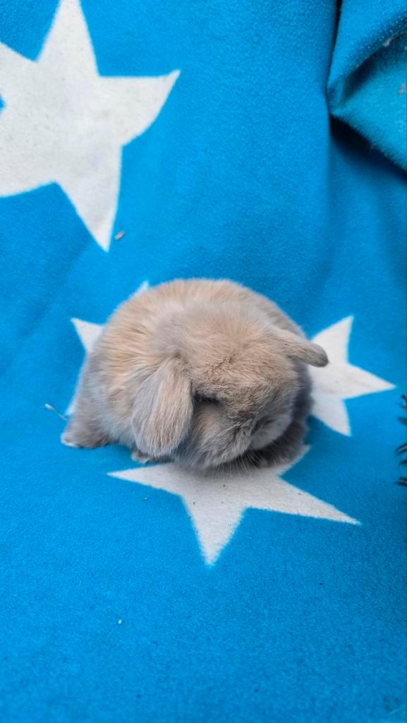 Minilop voedstertje, Animaux & Accessoires, Lapins