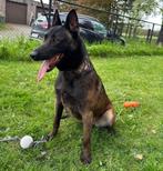 Mooie donkere Mechelse herder teef ( herplaatser )., Dieren en Toebehoren, 6 jaar of ouder, België, Fokker | Hobbymatig, CDV (hondenziekte)