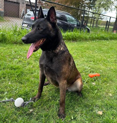 Mooie donkere Mechelse herder teef ( herplaatser )., Dieren en Toebehoren, Honden | Herdershonden en Veedrijvers, Teef, Herder