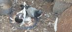 Duiven  30€ jong koppel, Dieren en Toebehoren, Vogels | Duiven, Meerdere dieren, Kropper