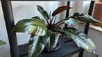 Philodendron Imperial rood, Huis en Inrichting, Kamerplanten, Ophalen