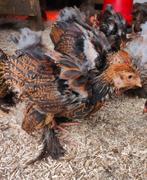 Jonge Brahma hanen meerzomig patrijs uit te toonstellingsfok, Dieren en Toebehoren, Pluimvee, Meerdere dieren