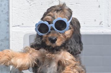 Cockapoo pups geboren in Belgie beschikbaar voor biedingen