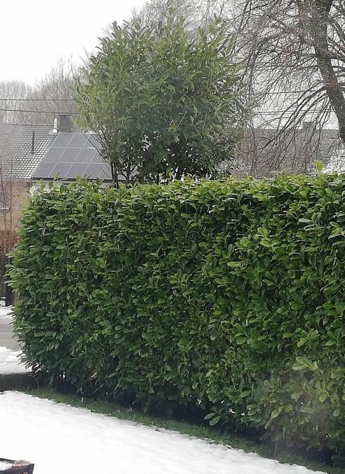 Palmlaurier snijden, Tuin en Terras, Planten | Struiken en Hagen, Haag, Laurier
