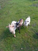 Koppel geiten te koop 2 miekes 1 bokje, Animaux & Accessoires, Moutons, Chèvres & Cochons