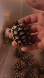 Tortue marginata, Animaux & Accessoires