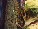 Garnalen, Dieren en Toebehoren, Vissen | Aquariumvissen, Kreeft, Krab of Garnaal, Zoetwatervis