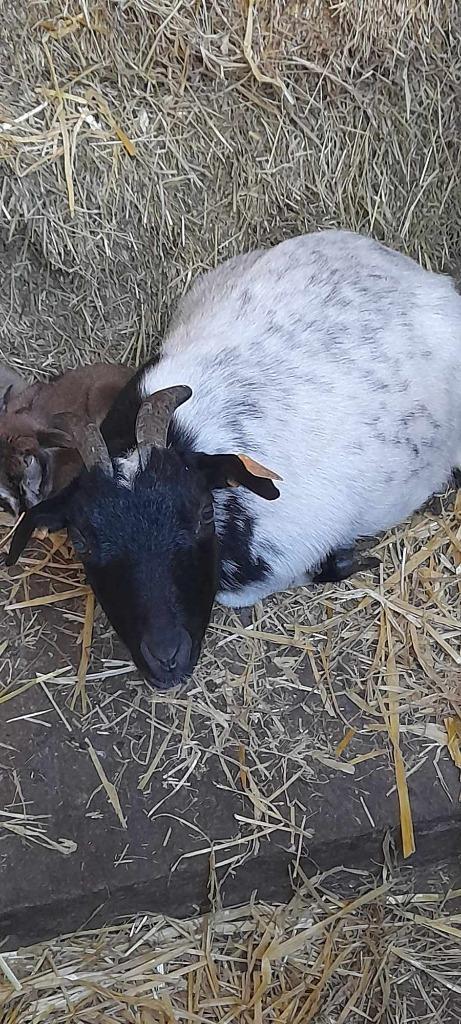 Mieke met 2 lammetjes, Animaux & Accessoires, Moutons, Chèvres & Cochons, Chèvre, Femelle, 0 à 2 ans