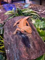 Jonge Baardagaam – Hypo Orange Leatherback