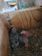 Forpus voor handopfok, Geslacht onbekend, Dwergpapegaai of Agapornis, Geringd