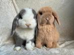 Geweldig mooi zeer lief handtam koppeltje Minilop konijntjes, Dieren en Toebehoren, Konijnen, Meerdere dieren, Klein, Hangoor