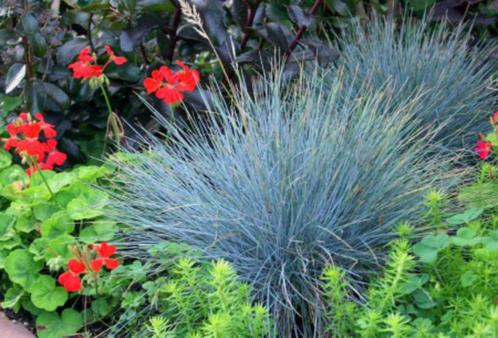 Festuca 'Elyah bleu', Tuin en Terras, Planten | Tuinplanten, Vaste plant, Bodembedekkers, Ophalen