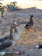 Mannetjes gans, Dieren en Toebehoren, Pluimvee, Mannelijk, Gans of Zwaan