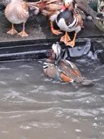 Siereenden: blonde en wildkleur mandarijnen, Dieren en Toebehoren, Pluimvee