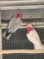 Rose kaketoe, Dieren en Toebehoren, Vogels | Parkieten en Papegaaien