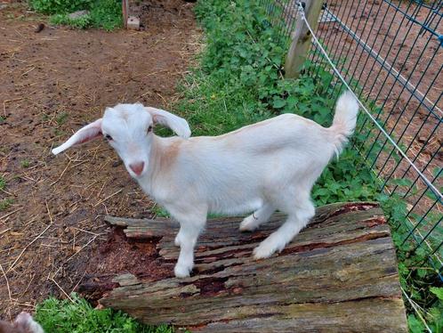 Melkgeit mieke te koop, Dieren en Toebehoren, Schapen, Geiten en Varkens, Geit, Vrouwelijk, 0 tot 2 jaar