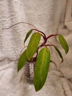 Philodendron Painted Lady stekken, Huis en Inrichting, Kamerplanten, Ophalen, Overige soorten, Halfschaduw, Minder dan 100 cm