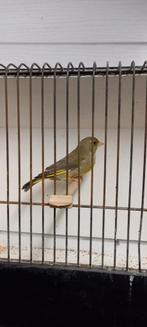 Chardonneret, Animaux & Accessoires, Oiseaux | Oiseaux Autre