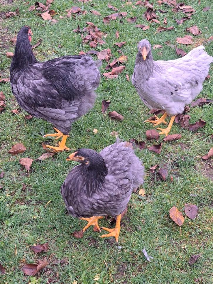 4 jonge wyandotte kippen, Animaux & Accessoires, Volatiles, Poule ou poulet, Plusieurs animaux