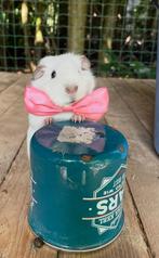 Cavia zusjes te koop, Dieren en Toebehoren, Knaagdieren, Cavia, Juni, Vrouwelijk, Tam
